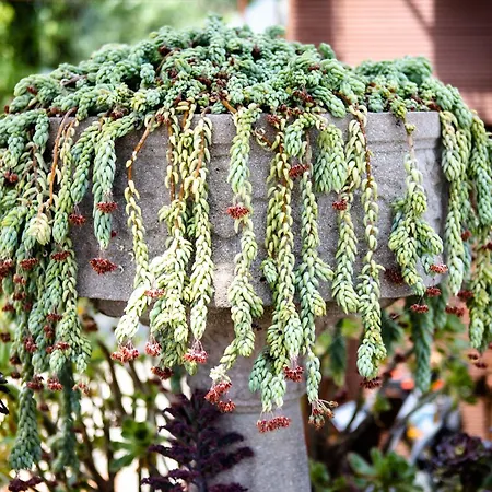 公寓 Irina 保洛兹瑙克